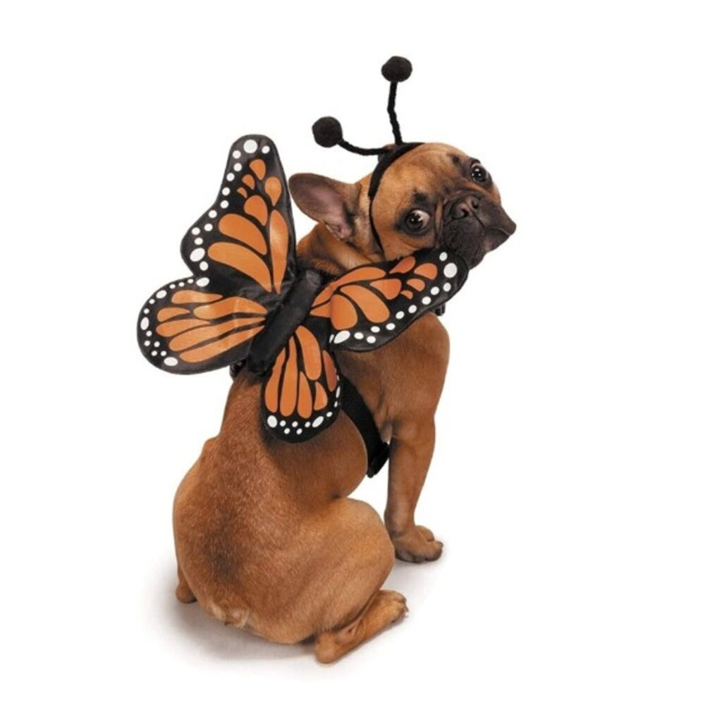 NEW Zack & Zoey Butterfly Glow Harness Costume pet dogs size Small